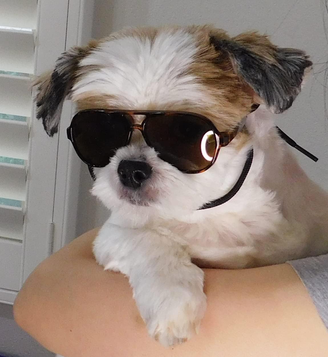 G029 Dog Cat Pet Aviator Pilot Sunglasses Glasses for Small Breeds up to 15lbs (2-Pack Black + Tortoise Brown)