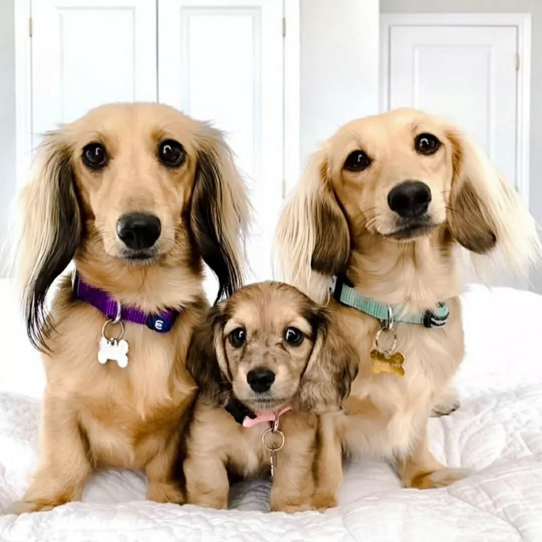 Blueberry Pet Essentials Large Dog Collar | Adjustable Nylon Dog Collar for Large Dogs | Fired Brick | Stylish Large Boy Dog Collar | Secure Puppy Collar | Dog Collars for Small Dogs & More