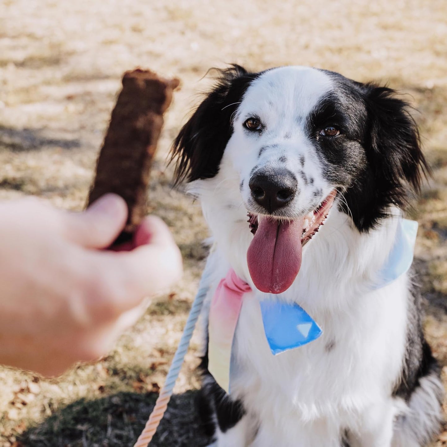 Bundle x Joy Leash & Load Dog Treats Beef Jerky Snack Bars, 5 oz Bag, Puppy and Training Treats, Natural Superfood Grain Free Made with Real Beef, Superfoods, Corn, Poultry & Soy Free