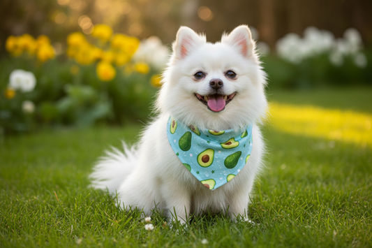 Beat the Heat: Why Cooling Scarves Are Essential for Your Dog This Summer