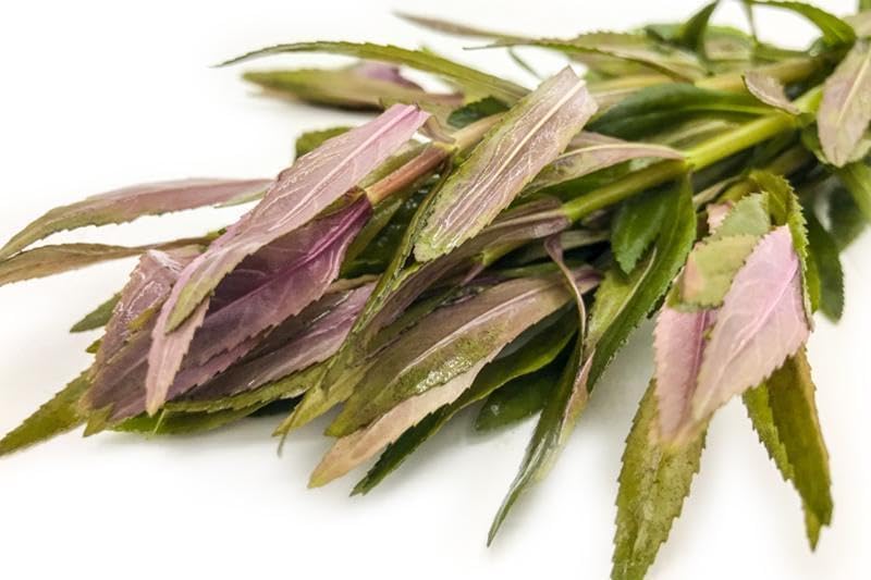 SubstrateSource Live Aquarium Stem Plants - Freshwater Aquatic Plant for Fish Tanks, Aquascaping - (Limnophila Aromatica, 4 Bunches)