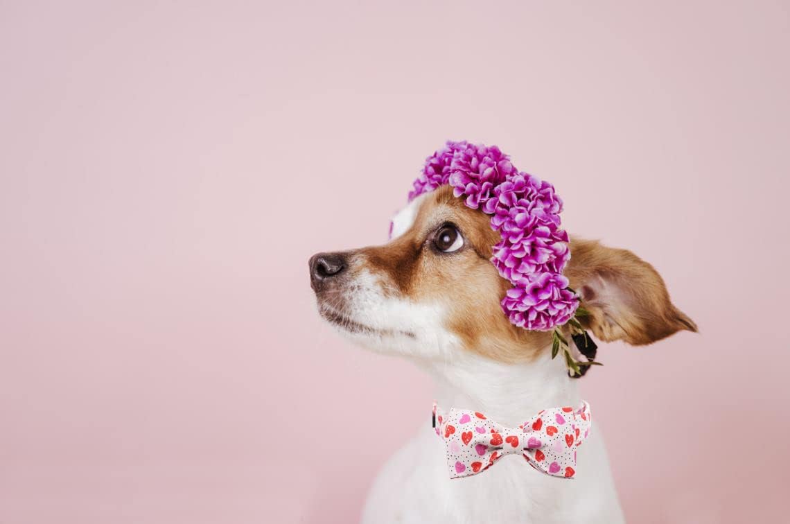 Lionet Paws Valentines Day Dog Collar with Bowtie, Dog Bowtie Collar with Metal Buckle for Dogs and Cats, Adjustable Comfortable Dog Collar Girl Boy Gift，XXS, Neck 7-11 in