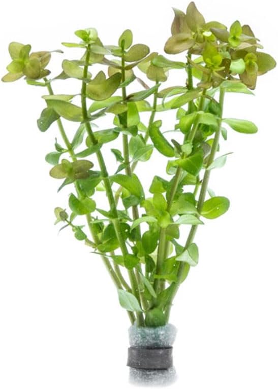 SubstrateSource Live Aquarium Red Stem Plants - Freshwater Aquatic Plant for Fish Tanks, Aquascaping - (Lemon Bacopa Caroliniana, 1 Bunch)