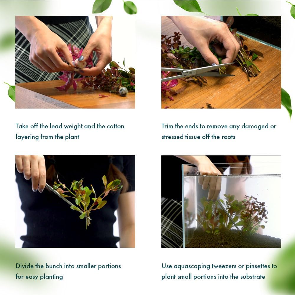 SubstrateSource Live Aquarium Red Stem Plants - Freshwater Aquatic Plant for Fish Tanks, Aquascaping - (Lemon Bacopa Caroliniana, 1 Bunch)