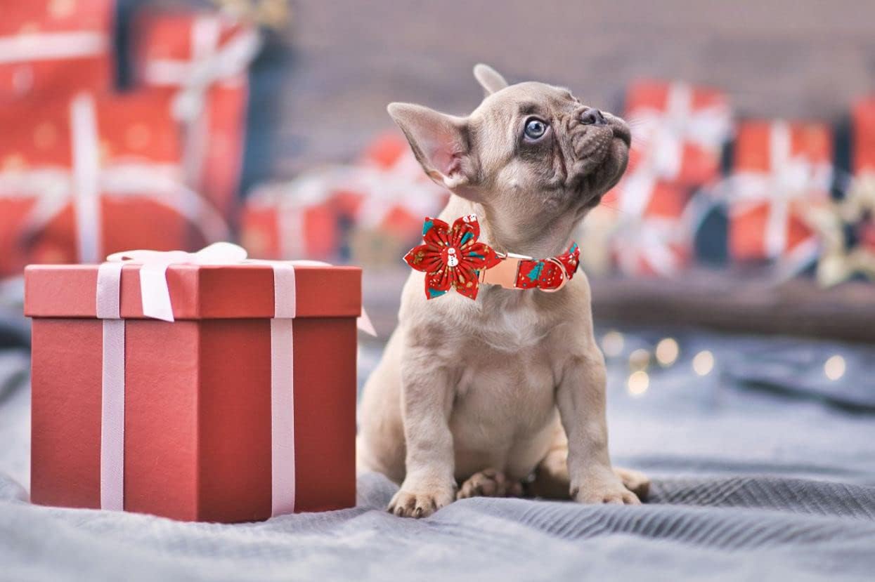 Lionet Paws Christmas Dog Collar with Flower, Dog Flower Collar with Metal Buckle for Dogs and Cats, Adjustable Comfortable Dog Collar Girl Gift, XS, Neck 8-12 in