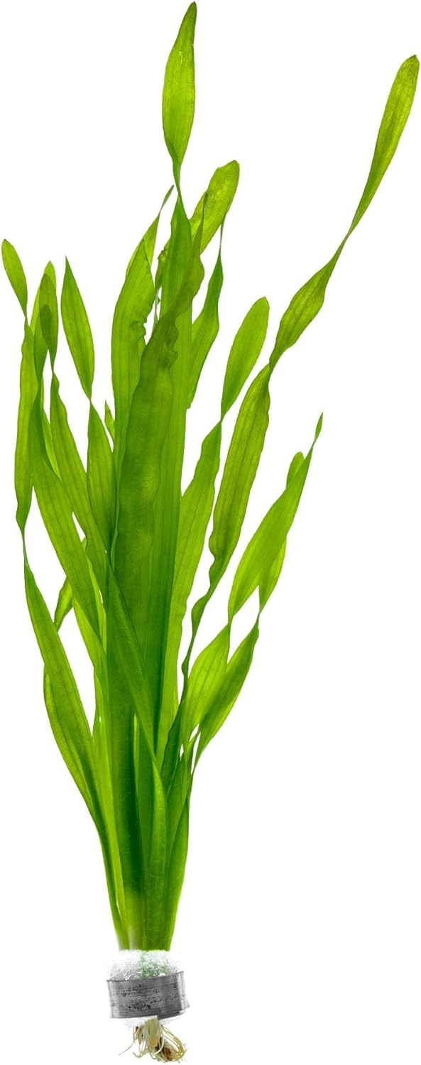 SubstrateSource Live Plant - Tall Grass, Vallisneria Americana - Easy Care, Moderate to High Light, Bright Green Accent, Freshwater Aquatic Plant for Aquascaping - Lead Bunch