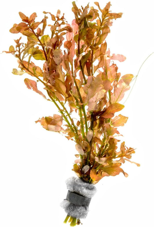 SubstrateSource Live Aquarium Stem Plants - Freshwater Aquatic Plant for Fish Tanks, Aquascaping - (Moneywort Bacopa Monnieri, 1 Bunch)