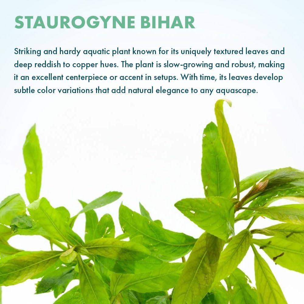 SubstrateSource Live Plants - Staurogyne Bihar (Staurogyne sp. Bihar) - Moderate to High Light Aquarium Display, Olive Green Accent, Foreground to Midground Aquascaping - Pot