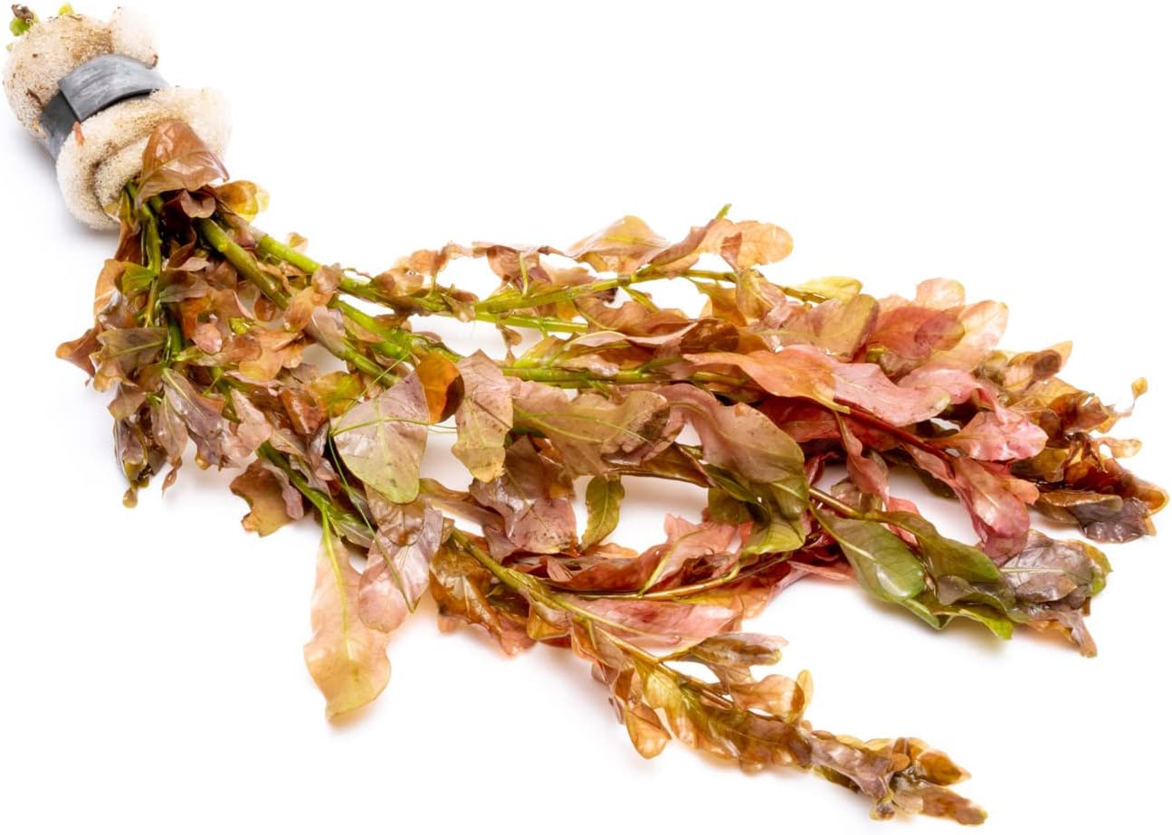 SubstrateSource Live Aquarium Stem Plants - Freshwater Aquatic Plant for Fish Tanks, Aquascaping - (Moneywort Bacopa Monnieri, 1 Bunch)