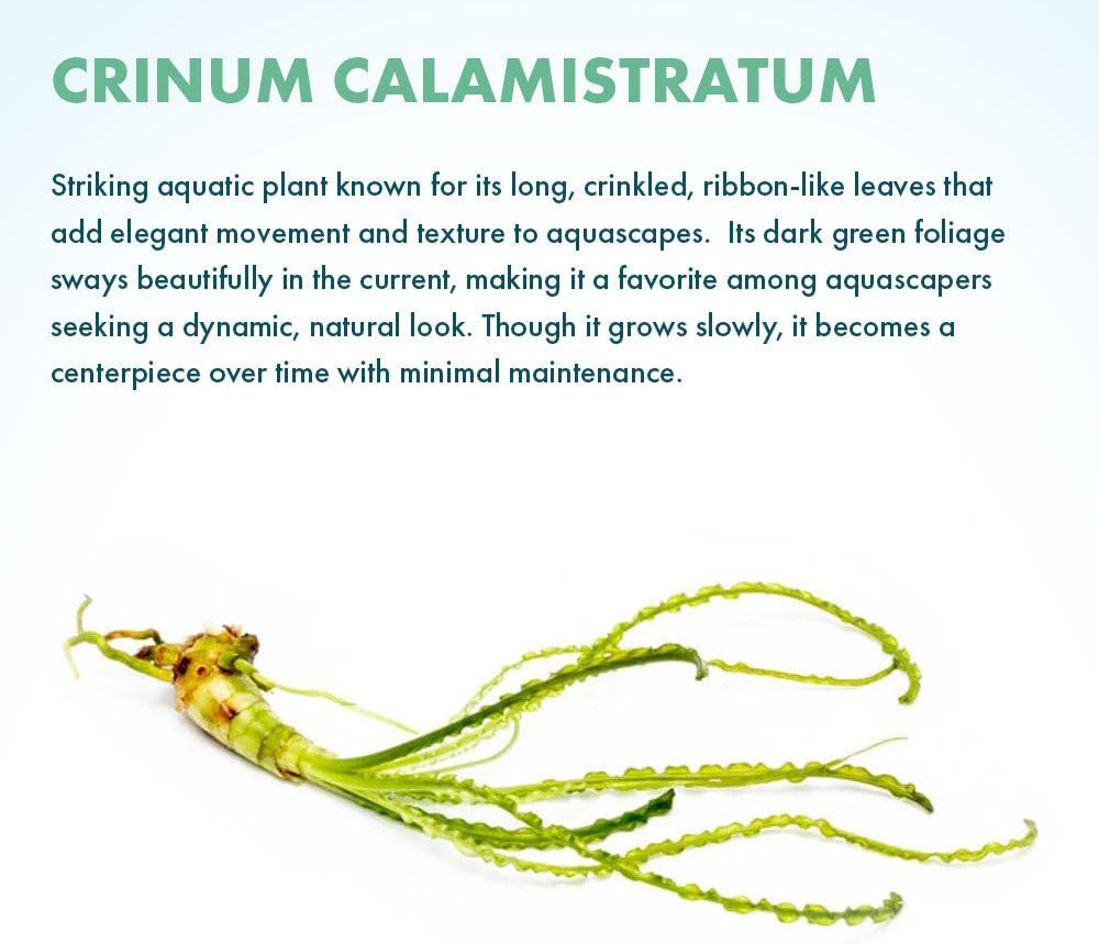 SubstrateSource Crinum Calamistratum Live Aquarium Plant – African Onion Plant, Slow-Growing Freshwater Aquatic w/Curly Green Leaves for Planted Tanks, Background or Midground Tank Placement - Bulb