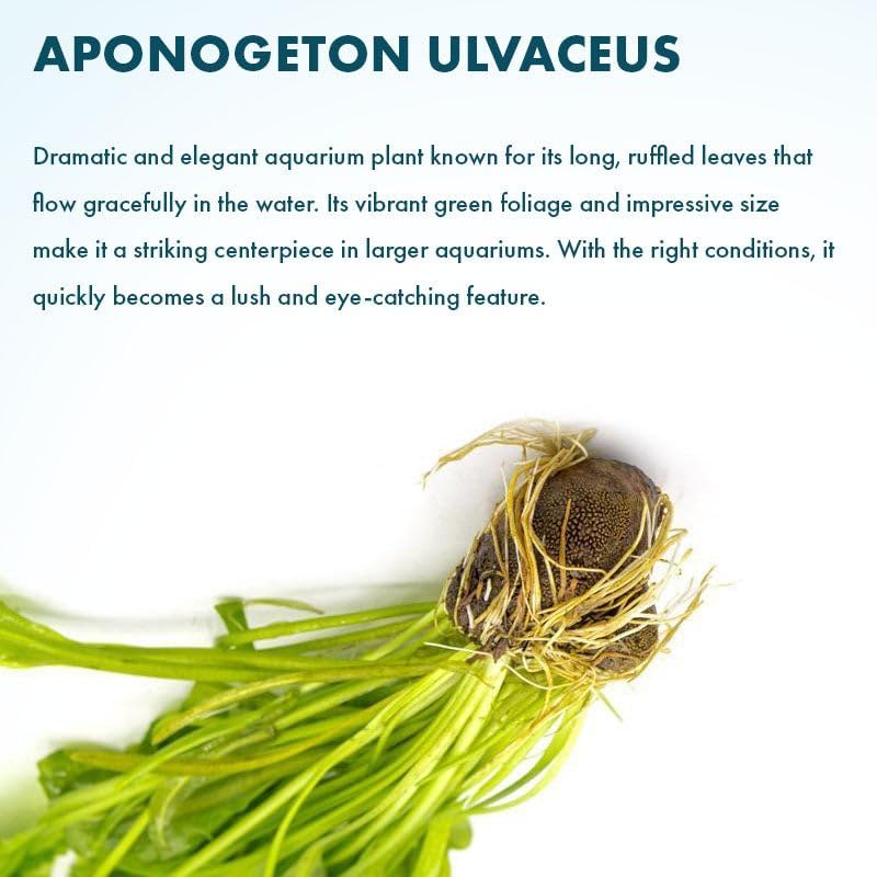 SubstrateSource Live Plants – Aponogeton Ulvaceus (Aponogeton ulvaceus) – Medium to High Light, Bright Green Color Accent, Midground to Background Placement, Wavy Leaf – Bulb/Bunch, 1 Pack