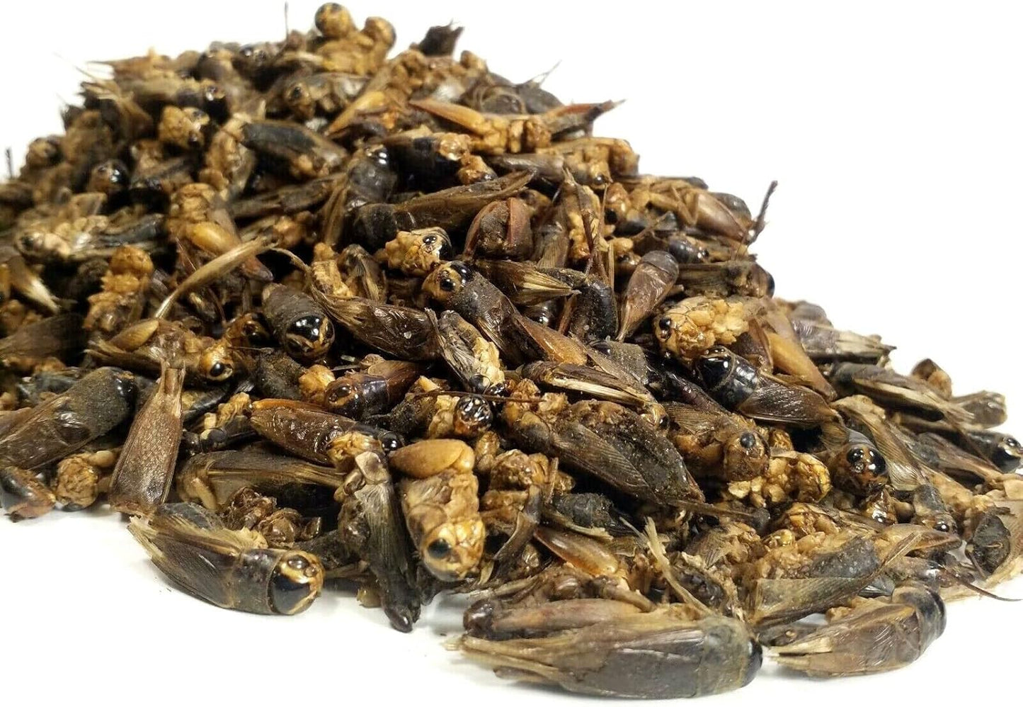 Aquatic Foods Inc. Crickets - Freeze Dried Crickets for Tropical Fish, Reptiles, Turtles, Tortoises Frogs, Hamsters, Birds, Rodents…2oz Small Jar