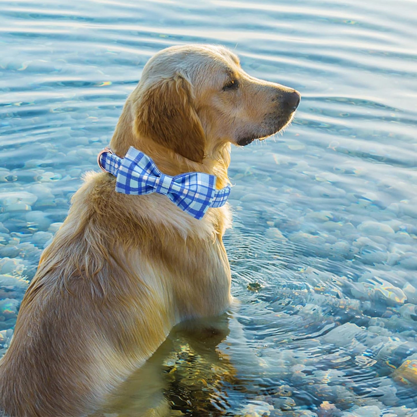 Elegant little tail Dog Collar with Bow - Blue Plaid Boy Dog Collar Cute Bowtie Pet Collar Adjustable Dog Collar for Medium Dog