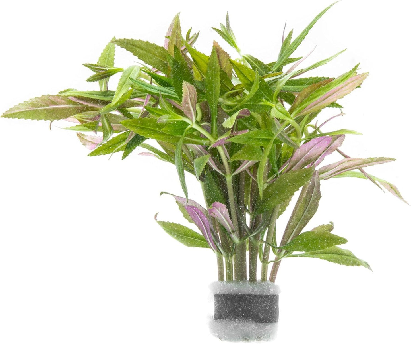 SubstrateSource Live Aquarium Stem Plants - Freshwater Aquatic Plant for Fish Tanks, Aquascaping - (Limnophila Aromatica, 1 Bunch)