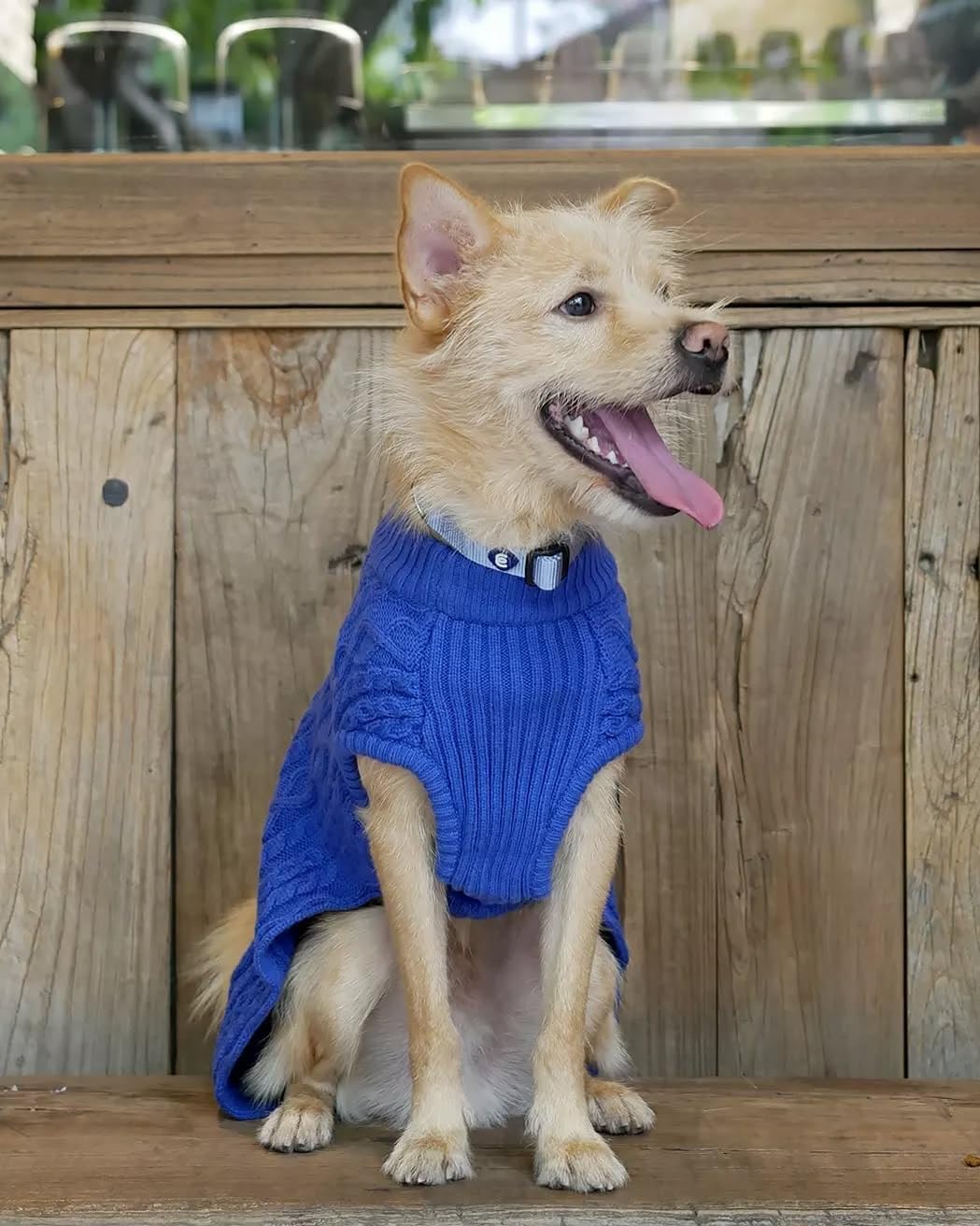 Blueberry Pet Essentials Matching Large Dog Collar | Adjustable Classic Solid Color Nylon Dog Collars for Large Dogs | Chambray Blue Dog Collar for Large Dogs