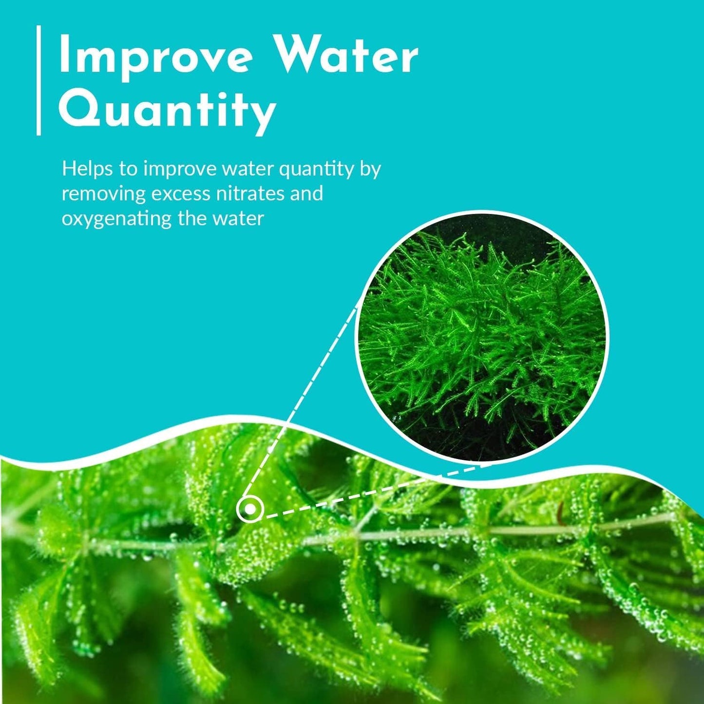 Live Aquarium Hornwort Coontail Bunch Plants - Excellent Oxygenator - Easy to Maintain Plant - Removing Excess Nitrates - Promote High Water Quality - 3-5 Stems Per Bunch - Pack 1