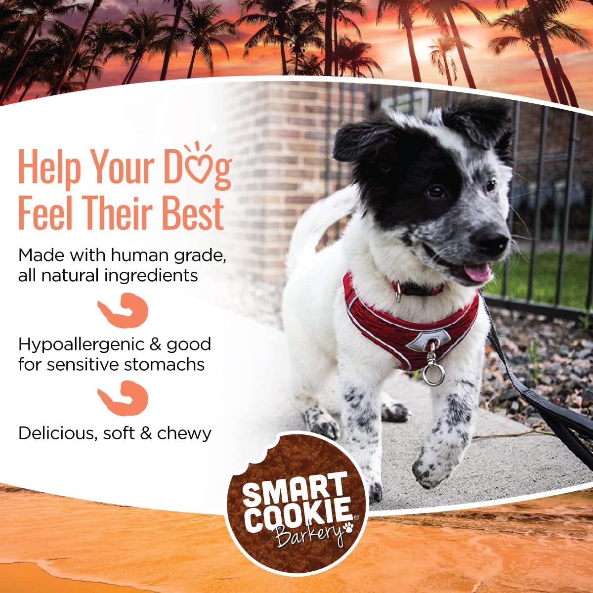 Smart Cookie All Natural Soft Dog Treats - Shrimp & Coconut - Healthy Dog Treats for Allergies, Sensitive Stomachs - Chewy, Grain Free, Human-Grade, Made in The USA - 5oz Bag, 2 Pack