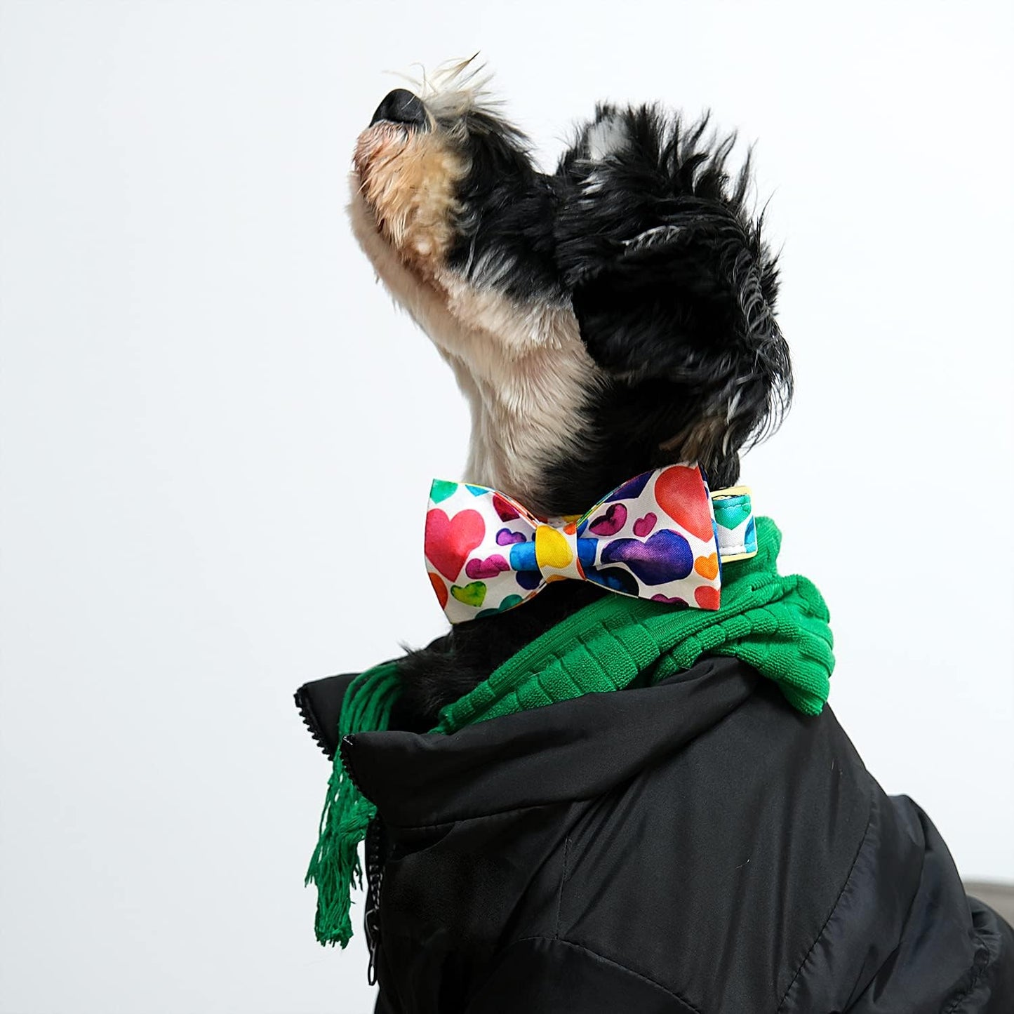 Lionet Paws Valentine's Day Dog Collar with Bowtie, Soft and Comfortable, Adjustable Collar for Medium Dogs, Neck 13.5-22 inches