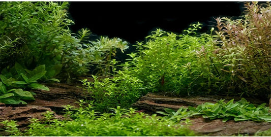 AWERT Aquarium Background River Bed & Lake Aquatic Plant Fish Tank Background Vinyl 48x20 inches