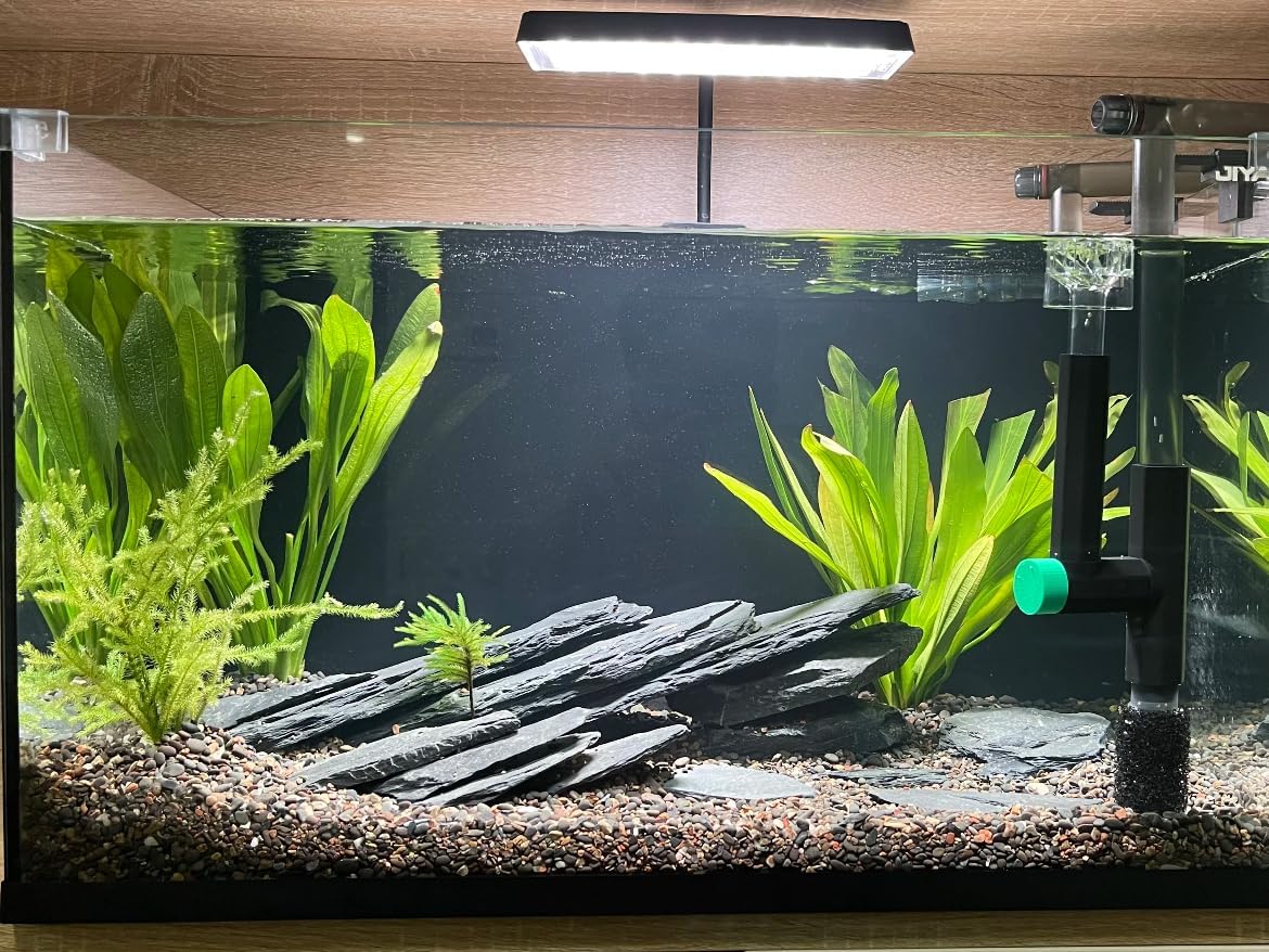 Natural Slate Stone Rocks 2 to 6 inch Aquariums Stone for Aquascaping,Terrariums,Reptile Enclosures,Paludariums, and Gardens-10lb