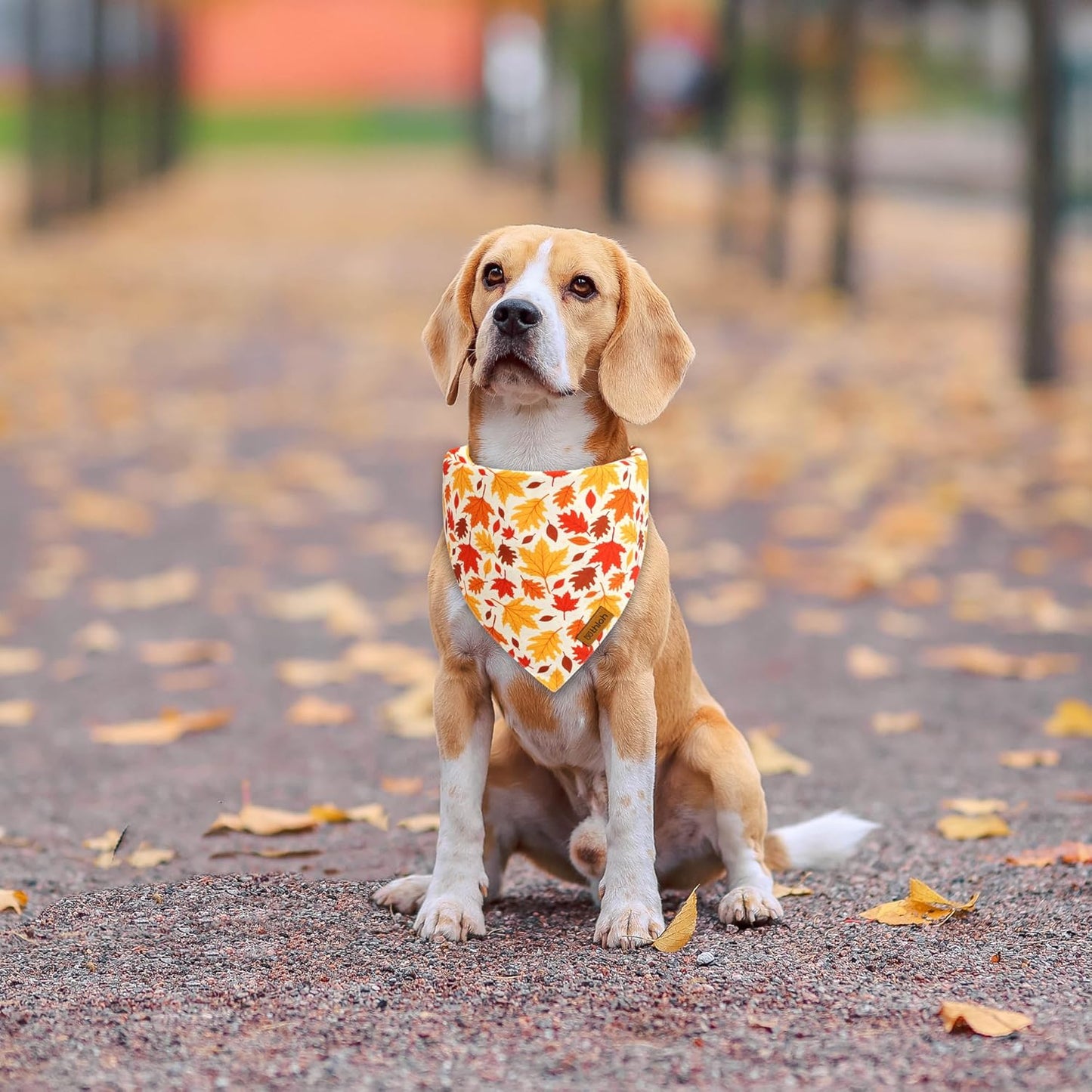 Fall Dog Bandanas - 2 Pack Halloween Thanksgiving Dog Bandana | Reversible Pumpkin and Leaf Pet Scarf for Boy & Girl | Premium Durable Fabric | Holiday Bandana for Medium and Large Dogs (Large)