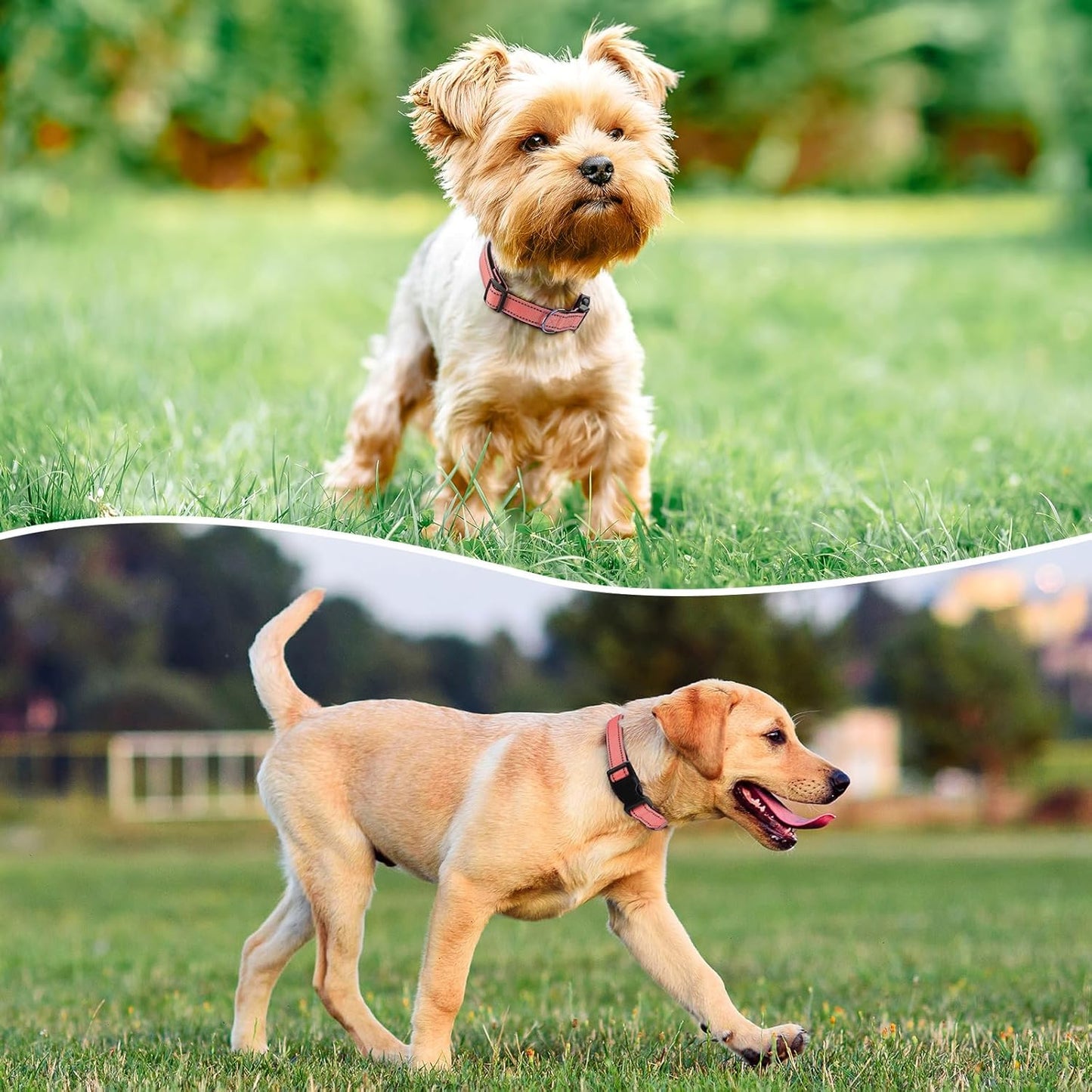 Reflective Dog Collar Padded with Soft Neoprene Breathable Quick Release Basic Dog Collars for Medium Large Dogs Coral