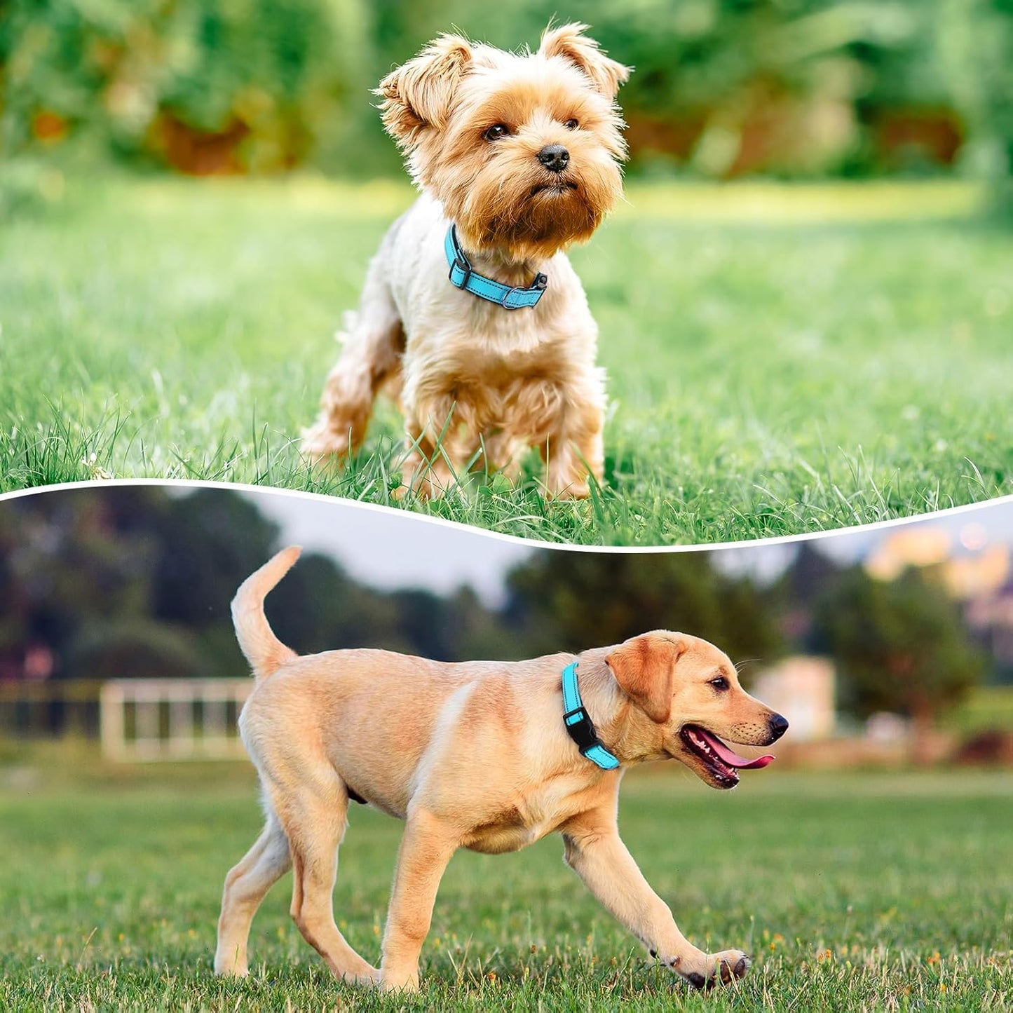 Reflective Dog Collar Padded with Soft Neoprene Breathable Quick Release Basic Dog Collars for Medium Dogs Sky Blue Boy