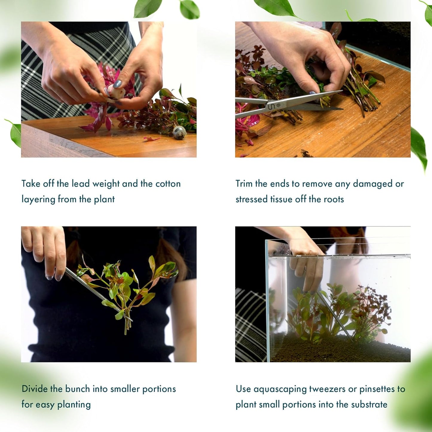 SubstrateSource Live Aquarium Stem Plants - Freshwater Aquatic Plant for Fish Tanks, Aquascaping - (Limnophila Aromatica, 1 Bunch)