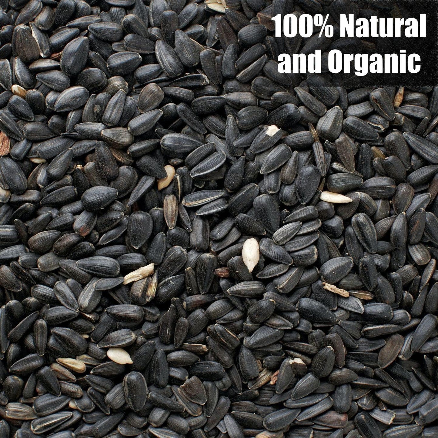 Wildlife Black Oil Sunflower Seeds for Birds and Wildlife, Non-GMO & USA Grown on Small Farms (25 lbs)