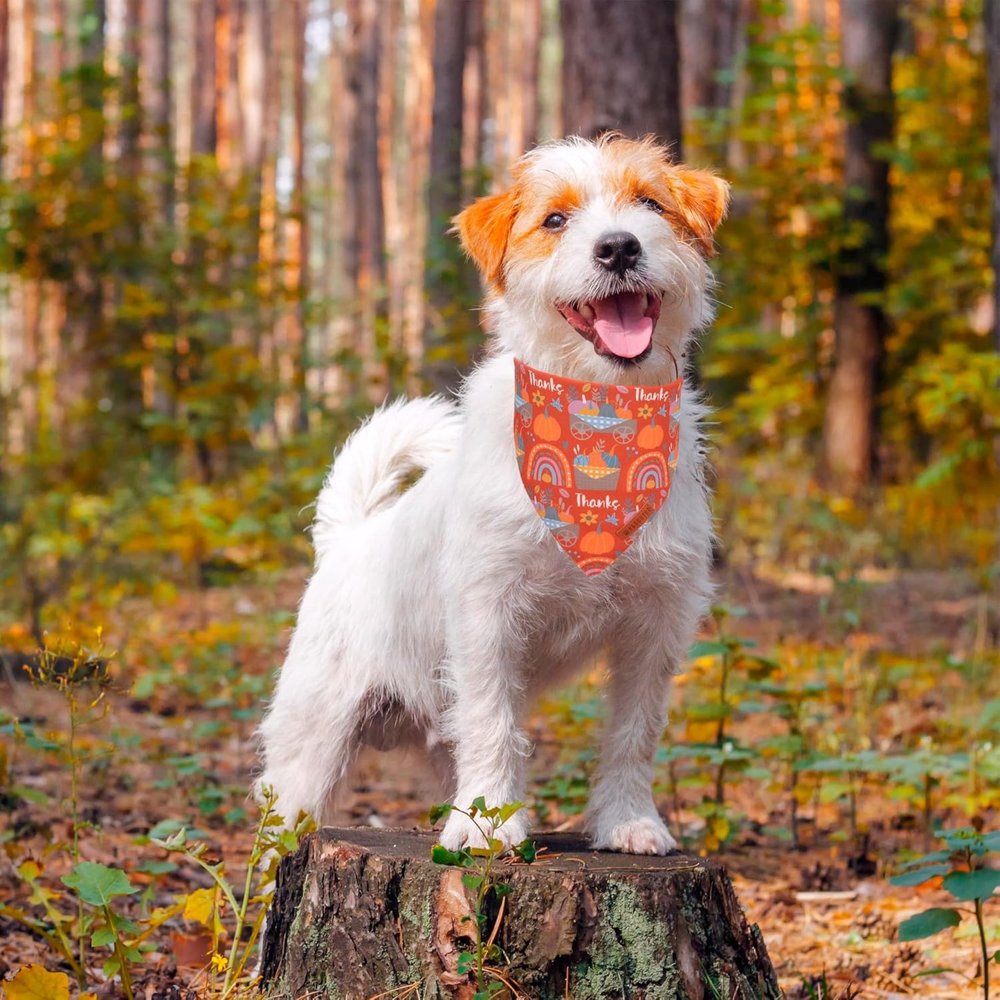 ADOGGYGO Thanksgiving Dog Bandana - Blue Orange Pumpkin Puppy Scarf, Adjustable Fit Fall Bandanas for Small Dogs Pets (Small)