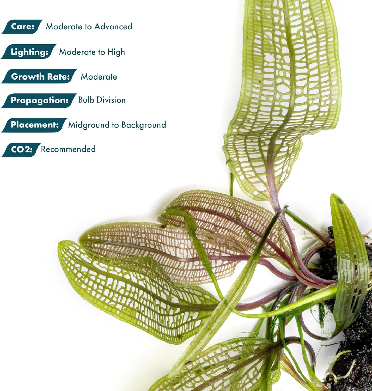 SubstrateSource Live Plants – Madagascar Lace Plant (Aponogeton madagascariensis) – Medium to High Light, Light to Dark Green Color, Midground to Background, Lace Leaf - Bulb/Bunch, 1 Pack