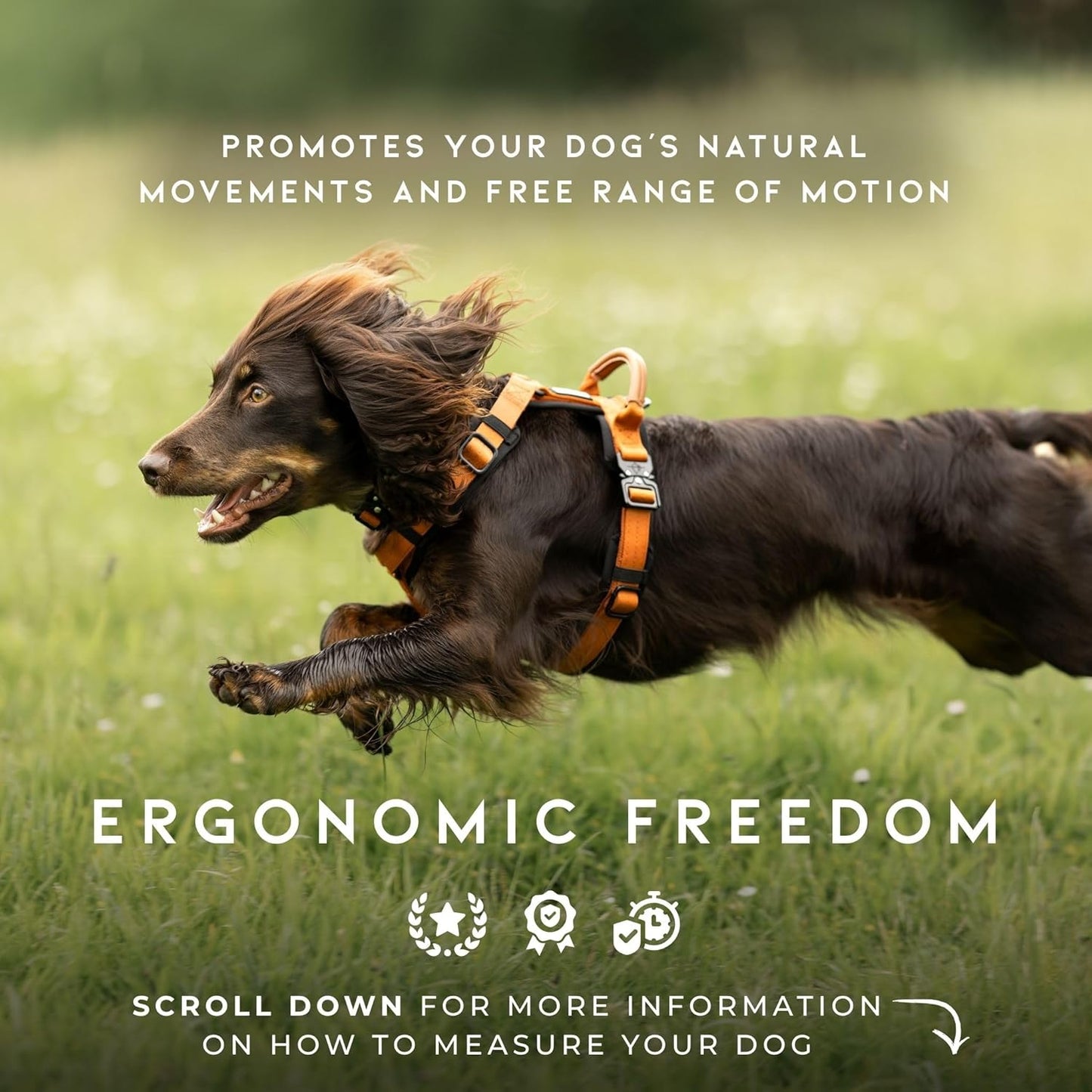 MADE TO ROAM Premium Explorer Harness - Y-Shaped Dog Harness with Adjustable Durable Nylon, Soft Padding, Metal Buckles and Leather Handle for Small, Medium, Large Dogs (Utah Glow, Size 5)