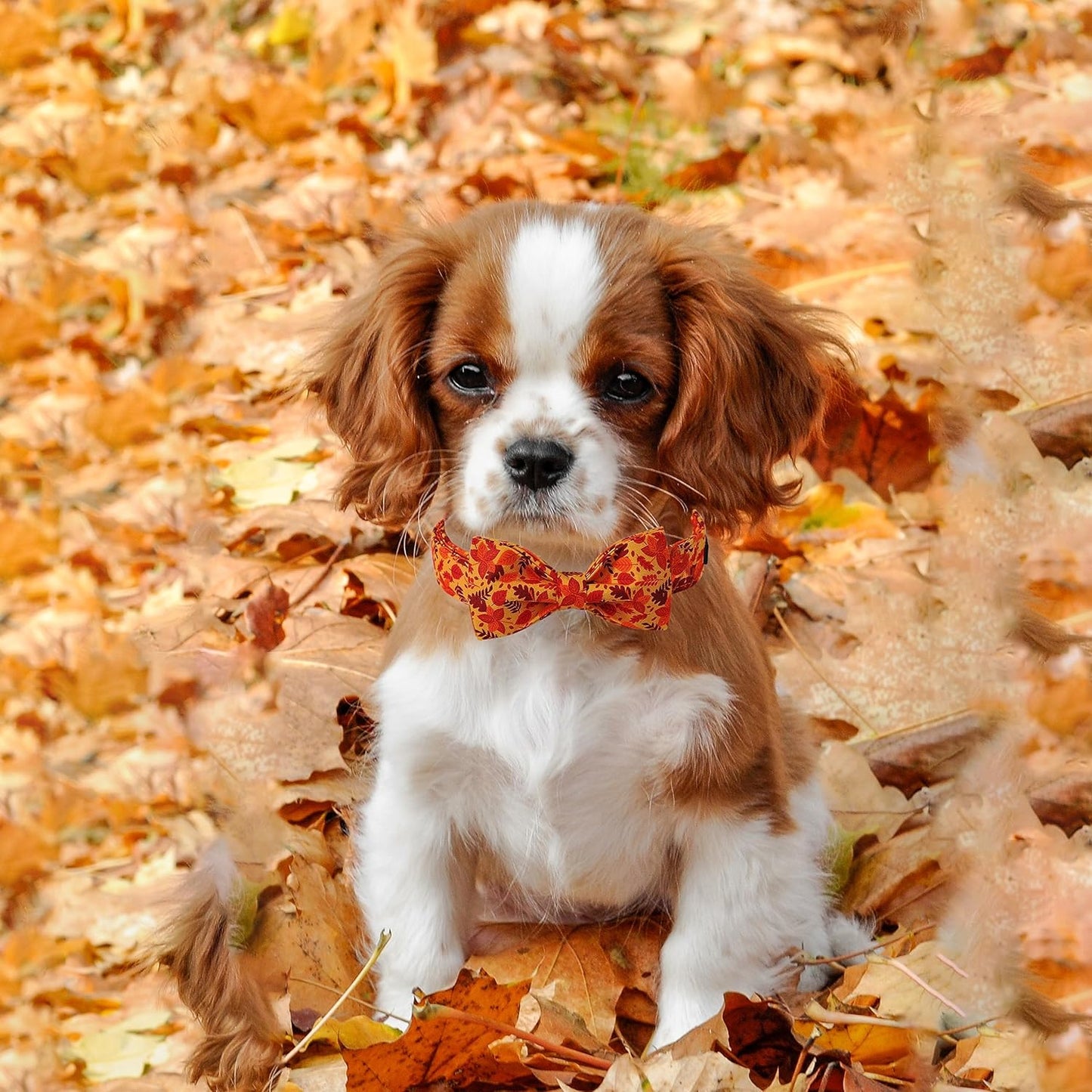 Lionet Paws Dog Collar with Bowtie - Cute Cotton Adjustable Fall Bowtie Dog Collar with Metal Buckle for Small Medium Large Dog Girl Boy Gift, XS, Neck 7-11in